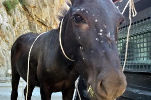 Marmaris'te adaya terk edilen eşek kurtarıldı