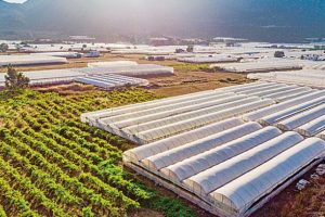1.9 milyarlık sera desteği