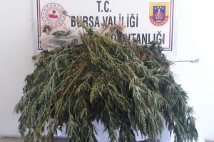 Bursa'da ormana kenevir ekti, fotokapana yakalandı