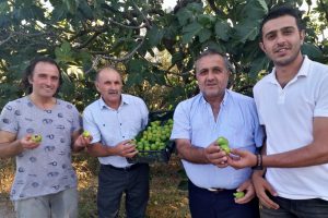 Bursa'da beyaz incirde hasat zamanı