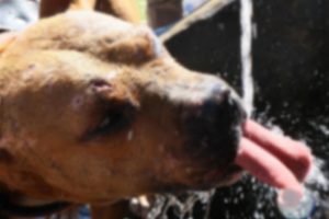 Pitbull besleyene 7 bin 802 lira ceza