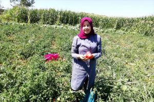 Bursa Yenişehir'de salçalık domates hasadı başladı
