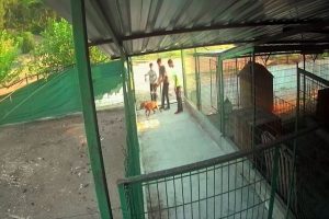 Barınağa giren hırsızlar pitbull cinsi köpekleri çalıp kaçtı