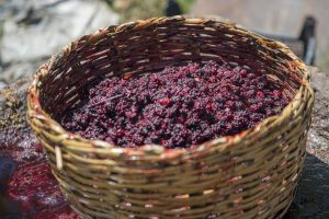 Karadeniz'de karadutun pekmeze yolculuğu başladı