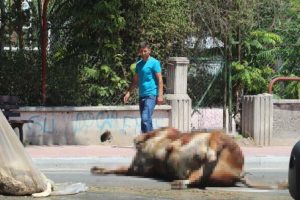 Caddeye düşen boğa leşi ve kurban atıkları zor anlar yaşattı