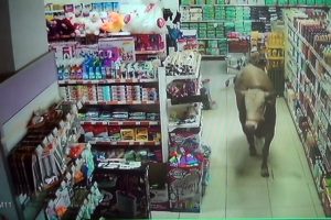 Kurbanlık dana girdiği marketi yerle bir etti
