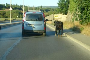 Kaçan boğayı yakalamak için ekipler seferber oldu