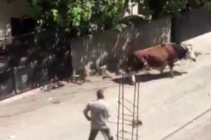 Kızgın boğa yanına kimseyi yaklaştırmadı