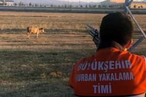 Sahibinden kaçan kurbanlık askeri yasak bölgede bulundu