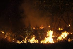 Burhaniye'de meydana gelen ot yangını mandalina bahçesini kül etti