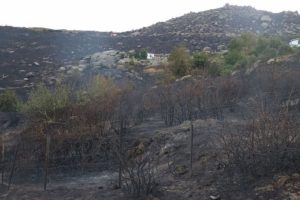 Marmara Adası için 'ağaçlandırma seferberliği' başlatılacak