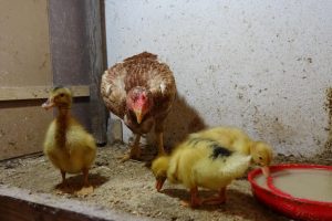 Tavuk, ördek yavrularına annelik yapıyor