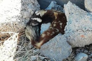 Sivas'ta nesli tükenmekte olan alaca sansar görüldü