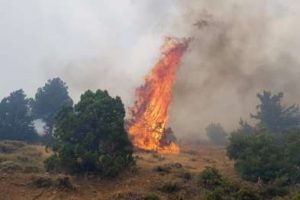 Kahramanmaraş'ta ormanlık alanda yangın