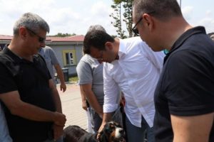 İmamoğlu'ndan sokak hayvanları talimatı