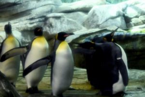 Yeni Zelanda'da insan boyunda penguen fosili bulundu