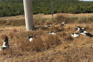 Vatandaşlar görüp haber verdi! Nedeni araştırılıyor