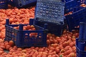 İBB'den 'çöpe dökülen domates' açıklaması
