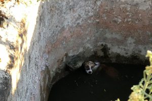 Bursa'da sulama havuzuna düşen köpek böyle kurtarıldı