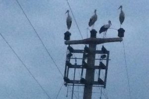 Bursa'da göç eden leylekler için elektrikler kesildi