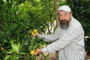 Portakal ağacı 5 ay önce meyve verdi!
