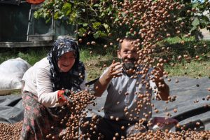 Fındık, Bursalı üreticinin yüzünü güldürdü