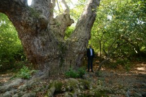 Bursa Karacabey'de bin 100 yıllık çınar ağacı bulundu