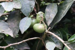 Çay tohumundan yağ üretimi için çalışma başlatıldı