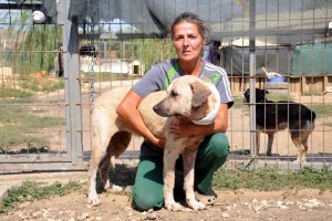 Boğazı kesilip, yola atılan köpek ameliyat edildi