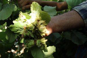 Hizan'da fındık hasadı başladı