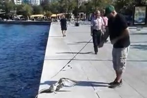 Oltaya balık yerine martı takıldı