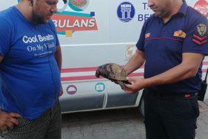 Makilik alanda çıkan yangında iki kaplumbağadan biri kurtarıldı