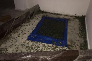 Sınır kapısında 2 bin 500 kaplumbağa ele geçirildi