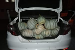 Bursa'da jandarmadan ''bal'' gibi operasyon