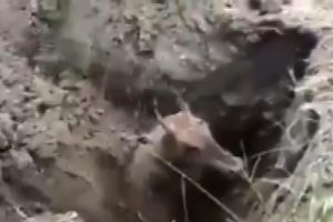 Hindistan'da yaralı antilobu canlı canlı gömdüler