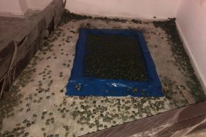 Sınırda 2 bin 500 su kaplumbağası ele geçirildi