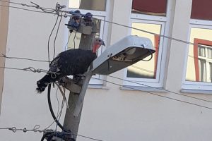 Elektrik direğinde mahsur kalan hindi kurtarıldı