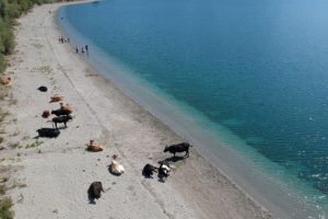 Göl kıyısında şaşırtan görüntü
