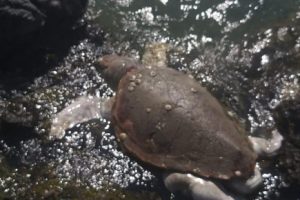 Caretta caretta ölüsü kıyıya vurdu