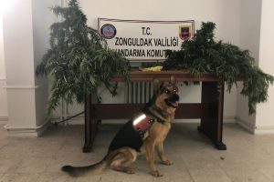 Bahçede kenevirleri sularken yakalandı