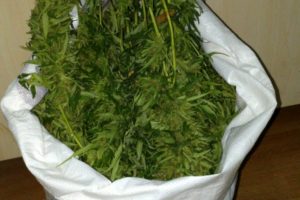 4 kilo esrar ele geçirildi