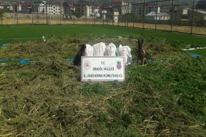 89 kilo esrar ve 270 bin kök kenevir ele geçirildi