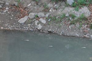Bartın Irmağı'nda balık ölümlerine karşı su takviyesi