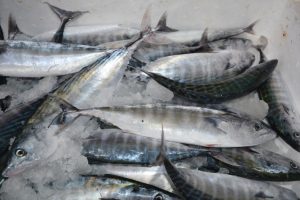 Sinop'ta ağlara takılan palamut sevindirdi