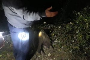 Bahçe teline takılan yavru ayı boğularak telef oldu