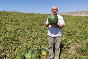 Bu karpuz 6 ay boyunca bozulmuyor