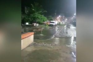 Barınaklarını su basan aslanlar sokağa indi
