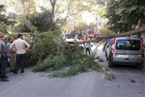 Şiddetli rüzgardan ağaç otomobilin üstüne devrildi