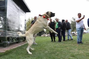 Konya'da çoban köpekleri yarıştı