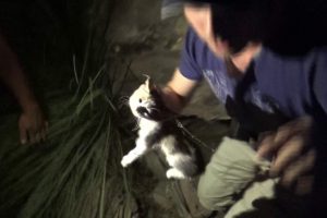 Kayalıklarda mahsur kalan yavru kedi için seferber oldular
